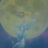 Sailor moon - Im110.GIF
