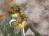 Orphen - Im003.JPG